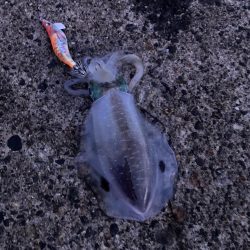 アオリイカ狙い