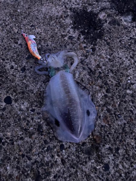 アオリイカ狙い