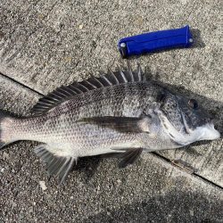 いつまで黒鯛釣れるんだ？