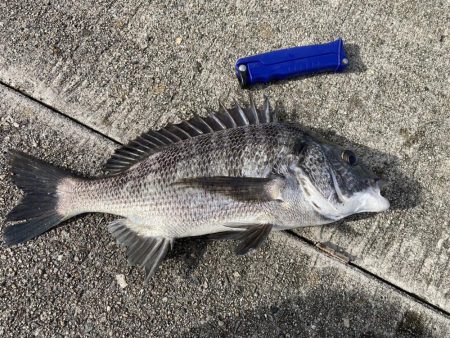 いつまで黒鯛釣れるんだ？