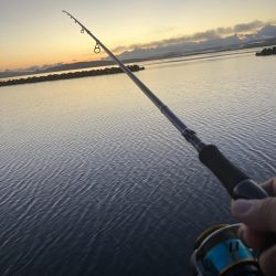 黒鯛は裏切らない