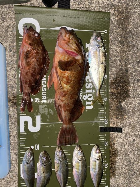 ガシラ自己最大