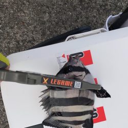 エサ取りだらけ