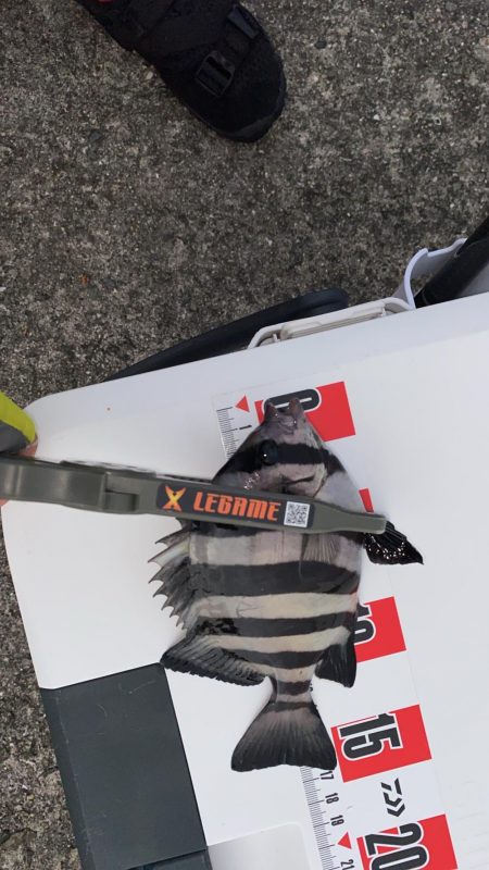 エサ取りだらけ