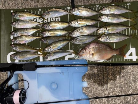 ブルーカレント　JHspecial62/T…