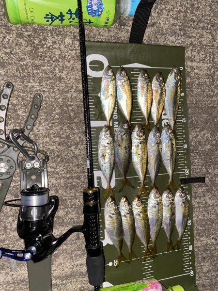 エステルライン初アジング