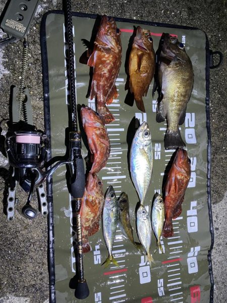 アジングのつもりが？