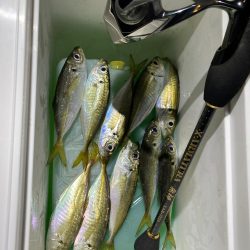 飛柳で豆アジツ抜け