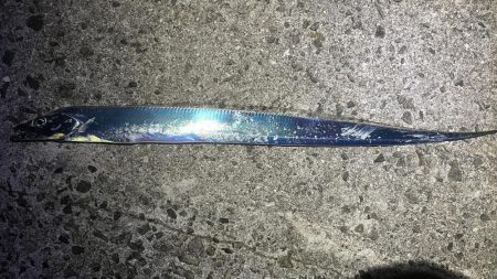 小さなタチウオ