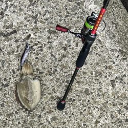 地元のイカを釣りたくて