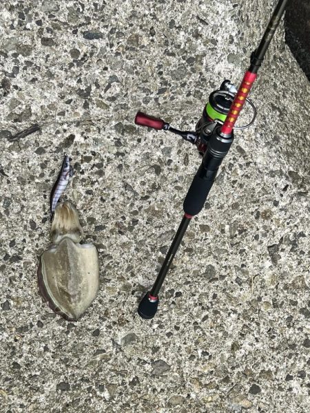 地元のイカを釣りたくて