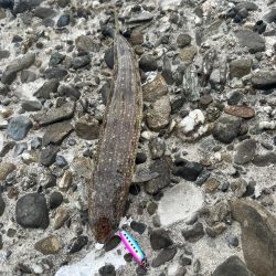 ショアジギング？