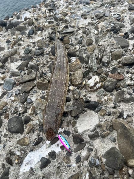 ショアジギング？