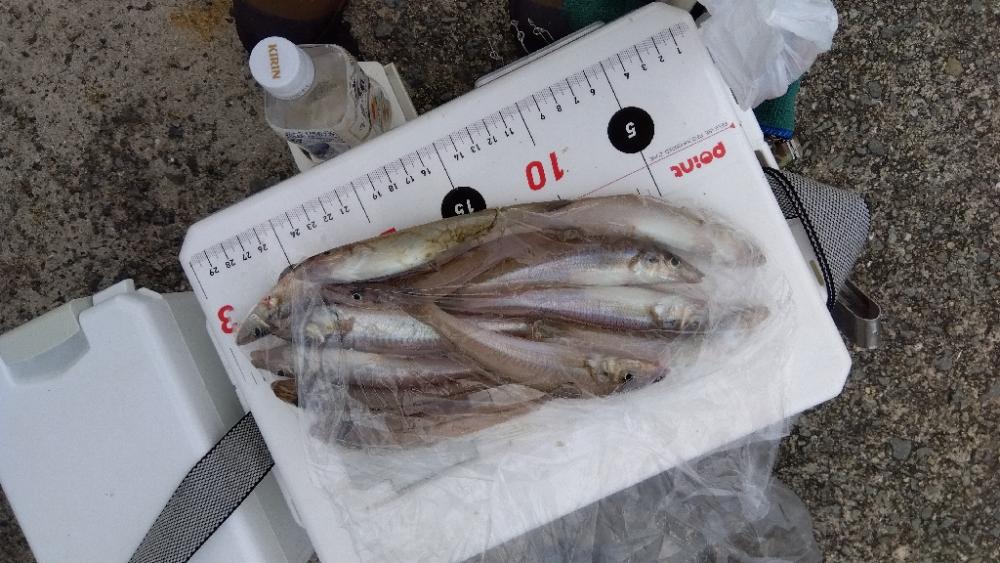 苅屋海岸のキス釣り