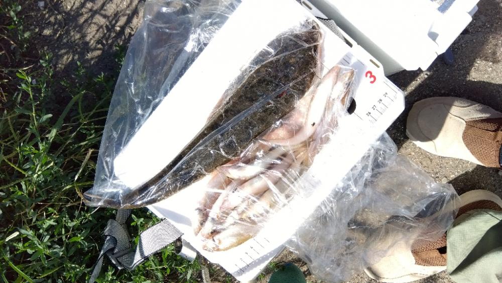 髙砂港のキス釣り