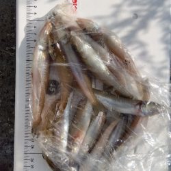 苅屋海岸のキス釣り