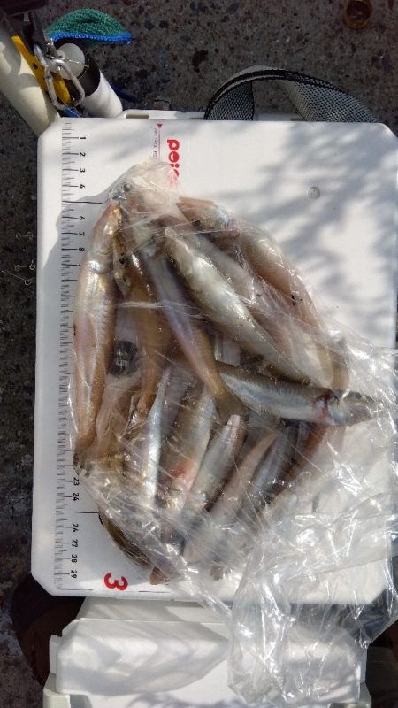 苅屋海岸のキス釣り