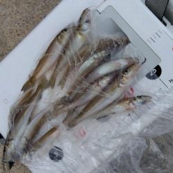 室津のキス釣り