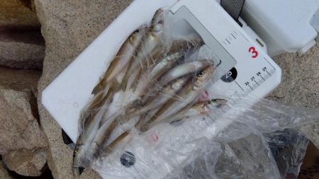 室津のキス釣り