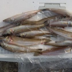 苅屋海岸のキス釣り