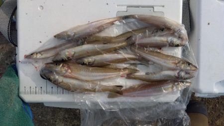 苅屋海岸のキス釣り