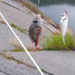 日生古池の投げ釣り