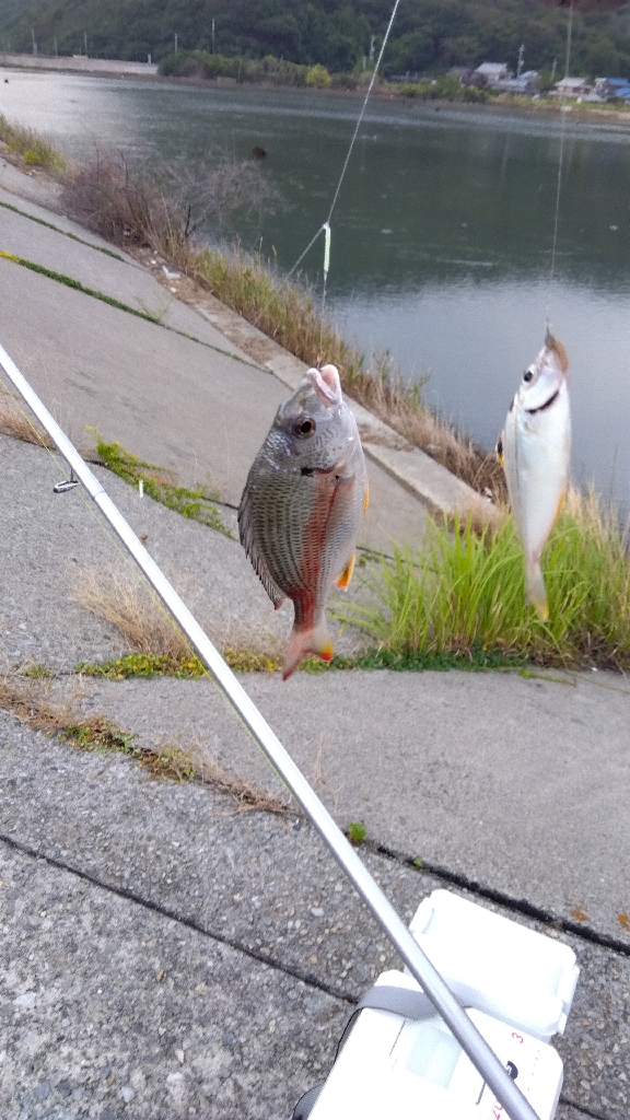 日生古池の投げ釣り | 岡山 日生港 投げ釣り クロダイ(チヌ) | 陸っぱり 釣り・魚釣り | 釣果情報サイト カンパリ