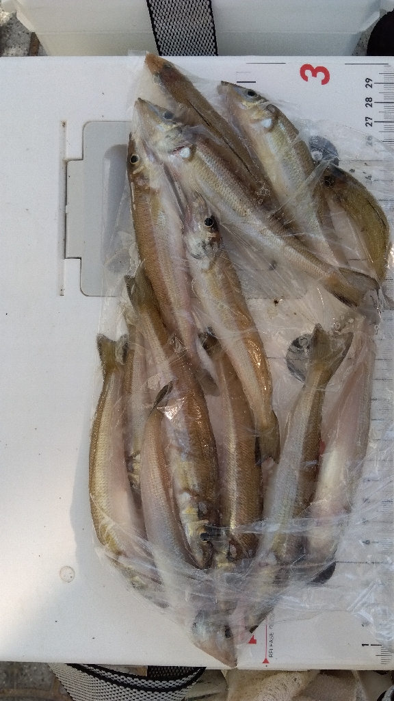 苅屋海岸の投げ釣り