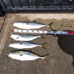 ブリ～　にあと少し