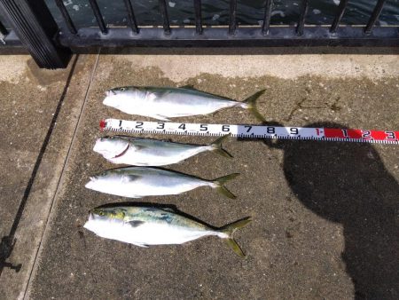 ブリ～　にあと少し