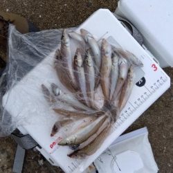 苅屋海岸のキス釣り