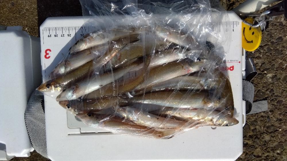 苅屋海岸のキス釣り