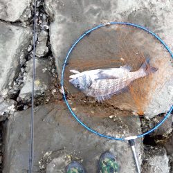 9月ようやく釣れた、マジ嬉しい