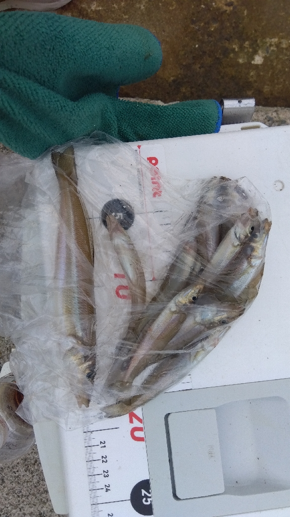 大塩海岸のキス釣り