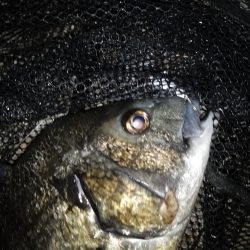 何時ものテトラ際狙い