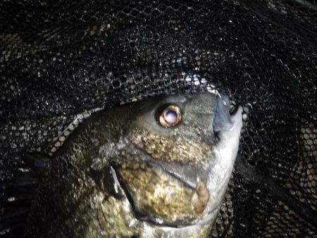 何時ものテトラ際狙い