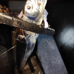 タチウオ＠貝塚