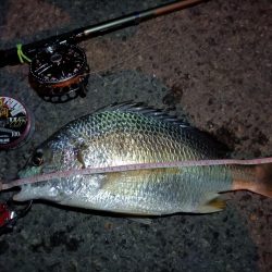 2023/09/01 南港ヘチ釣り釣行