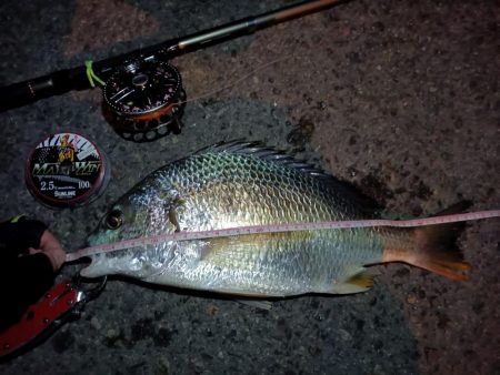 2023/09/01 南港ヘチ釣り釣行