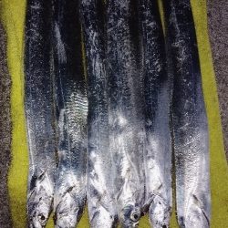 食べる分だけ！