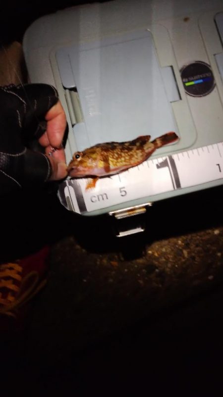 釣る毎にサイズアップ