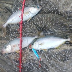 ネリゴのトリプルアタック