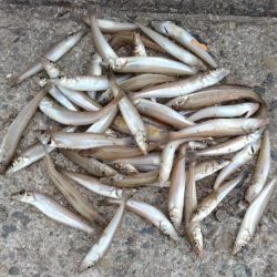 シーズン最高の釣果