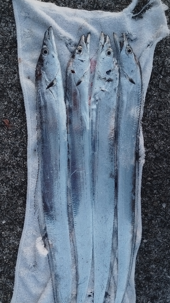 ついこの前までは幻の魚だったのに