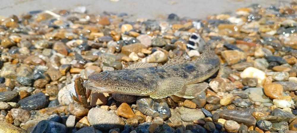 明石川河口マゴチ