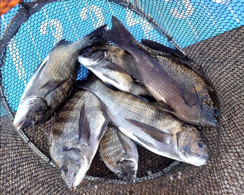 紀州釣り第6戦🙋