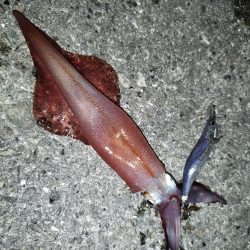 今年初ケンサキはデカかった