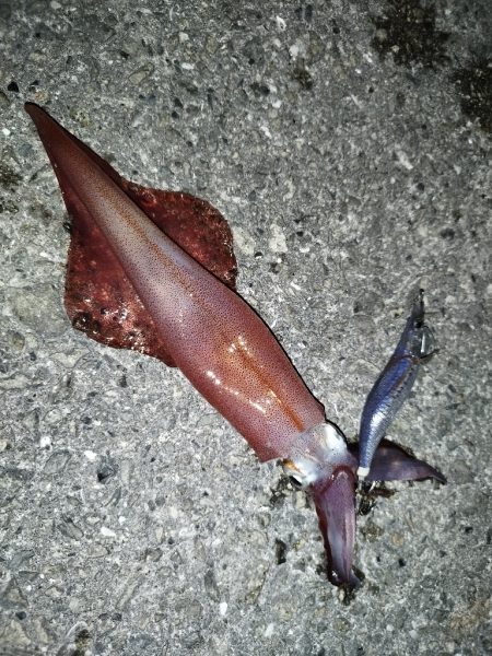 今年初ケンサキはデカかった