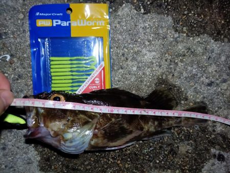 2023/09/04 南港ライトゲーム釣行…