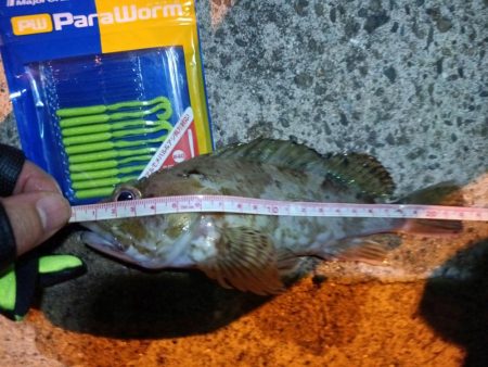 2023/09/06 南港ライトゲーム釣行…